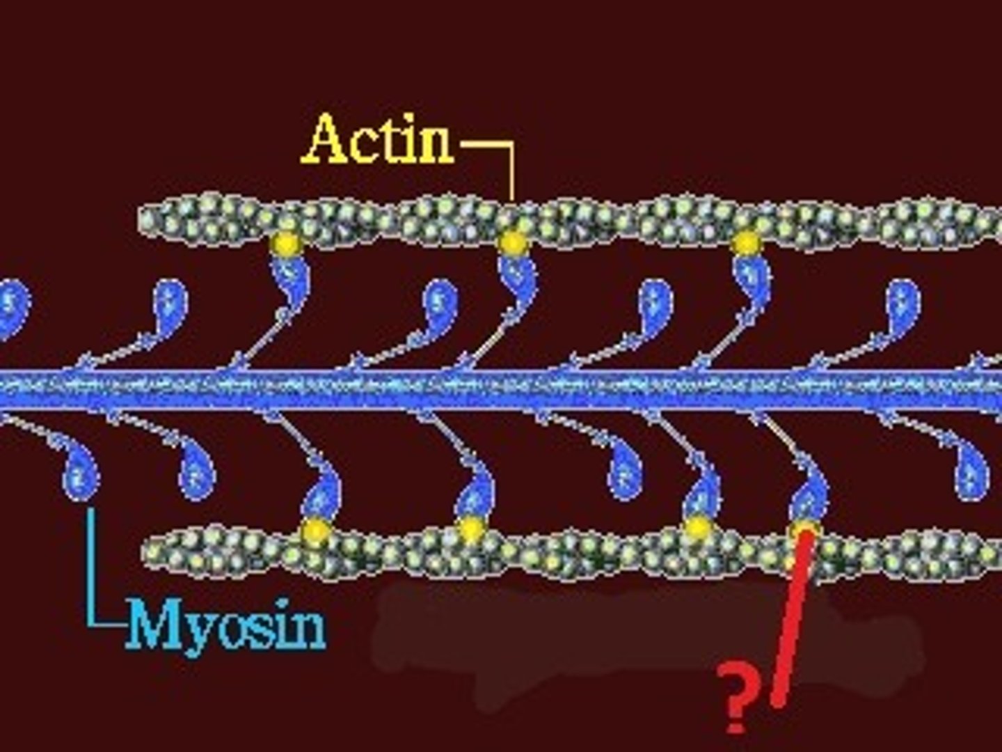 <p>Interconnect IFs with other cytoskeletal filaments.</p>