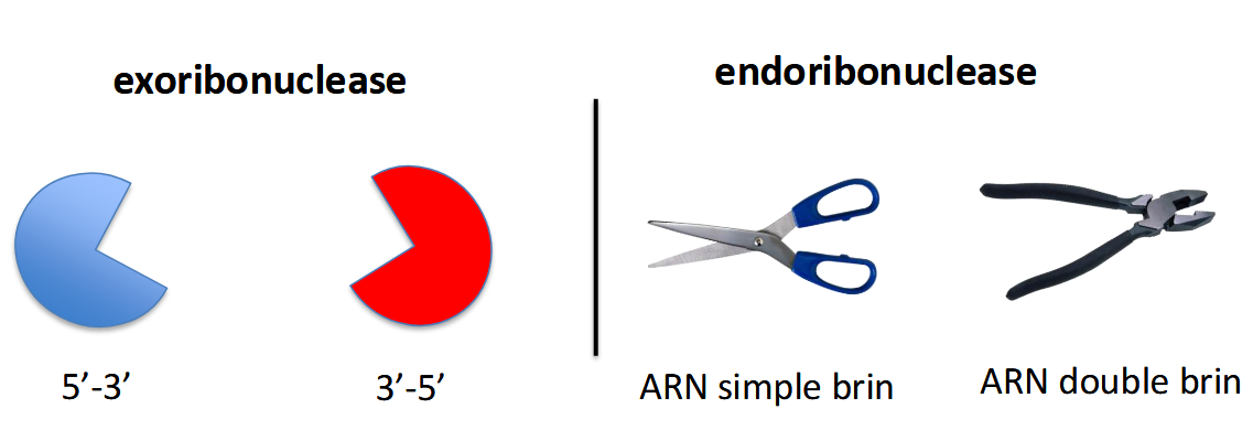 <p>Exoribonucléases</p><ul><li><p>elles “mangent” l’ARN à partir d’une extrémité.</p></li></ul><ul><li><p>Elles avancent nucléotide par nucléotide.</p></li><li><p>Sens possibles :</p><ul><li><p>5’ → 3’ (ex. RNase J chez certaines bactéries),</p></li><li><p>3’ → 5’ (ex. PNPase, RNase II).</p></li></ul></li></ul><p></p><p>Endoribonucléase</p><ul><li><p>Fonctionnent comme des ciseaux ou pinces <span data-name="scissors" data-type="emoji">✂</span> → elles coupent à l’intérieur de la molécule d’ARN.</p></li><li><p>Peuvent agir sur :</p><ul><li><p>ARN simple brin (ex. RNase E),</p></li><li><p>ARN double brin (ex. RNase III).</p></li></ul></li></ul><p></p>