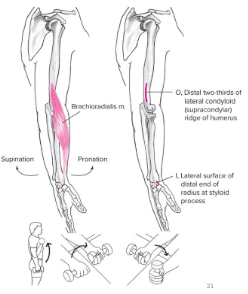 <ul><li><p><strong><u><span style="font-family: Arial, sans-serif">Origin</span></u></strong><span style="font-family: Arial, sans-serif">: DISTAL⅔ of the </span><strong><span style="font-family: Arial, sans-serif">LATERAL </span></strong><span style="font-family: Arial, sans-serif">SUPRACONDYLAR RIDGE of the </span><u><span style="font-family: Arial, sans-serif">HUMERUS</span></u></p></li><li><p><strong><u><span style="font-family: Arial, sans-serif">Insertion</span></u></strong><span style="font-family: Arial, sans-serif">: </span><strong><span style="font-family: Arial, sans-serif">LATERAL </span></strong><span style="font-family: Arial, sans-serif">SURFACE </span><strong><span style="font-family: Arial, sans-serif">DISTAL RADIUS</span></strong><span style="font-family: Arial, sans-serif"> @ STYLOID PROCESS</span></p></li><li><p><strong><u><span style="font-family: Arial, sans-serif">Action(s)</span></u></strong><span style="font-family: Arial, sans-serif">:&nbsp;</span></p><ul><li><p><span style="font-family: Arial, sans-serif">ELBOW FLEXION</span></p></li><li><p><span style="font-family: Arial, sans-serif">Pronation from supination to neutral&nbsp;</span></p></li><li><p><span style="font-family: Arial, sans-serif">Supination from pronation to neutral&nbsp;</span></p></li></ul></li></ul><p><strong><u><span style="font-family: Arial, sans-serif">Antagonist</span></u></strong><span style="font-family: Arial, sans-serif">: triceps brachii and ACRONEUS**</span></p>