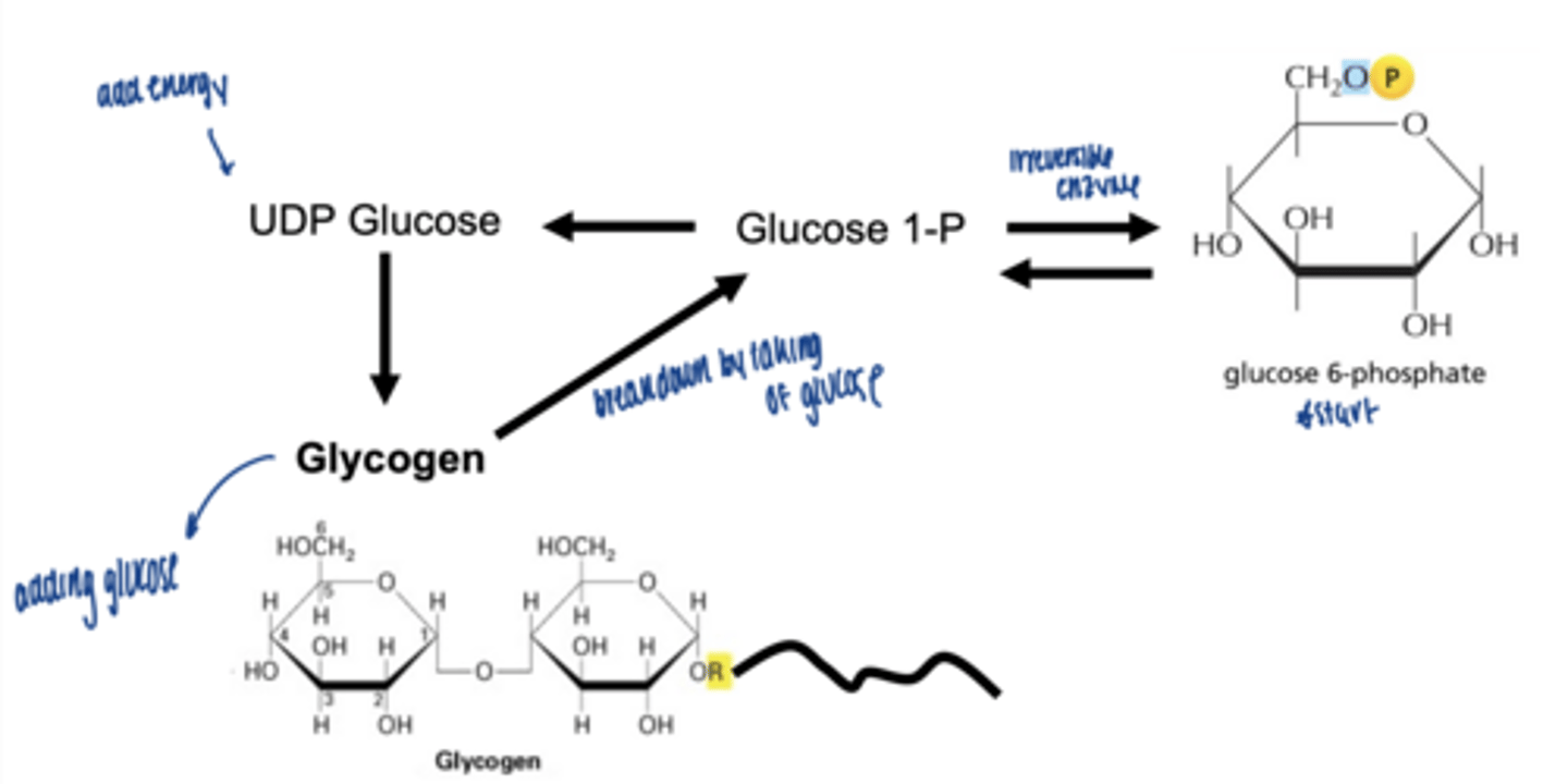 <p>converted to glucose-1-phosphate (G1P)</p>