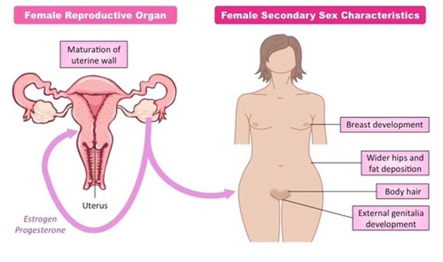 <p>secondary sex characteristics</p>