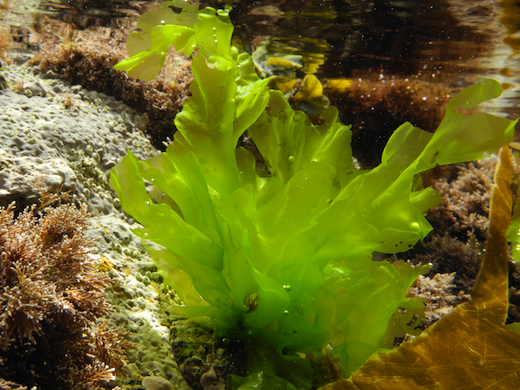 <p>Sea lettuce (Chlorophyta)</p>
