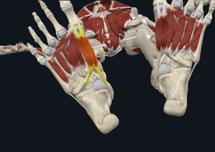 <p>Insertion: extensor digitorum longus</p>