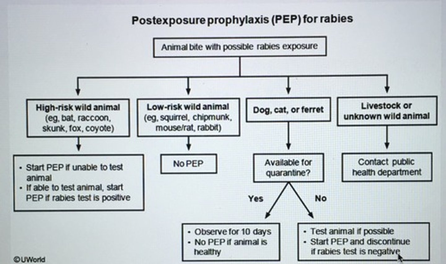 <p>Rabies presents with motor weakness, paresthesias, and encephalitis that can progress to coma and death</p>