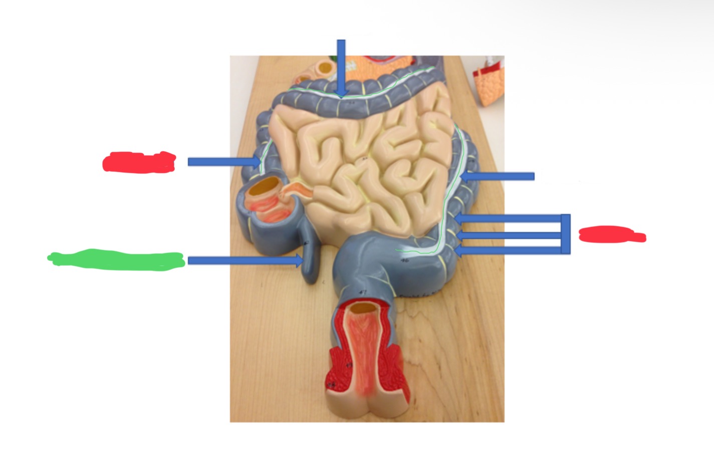 knowt flashcard image