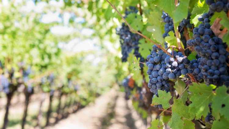 <p>champ où l'on cultive des vignes pour faire du vin</p>