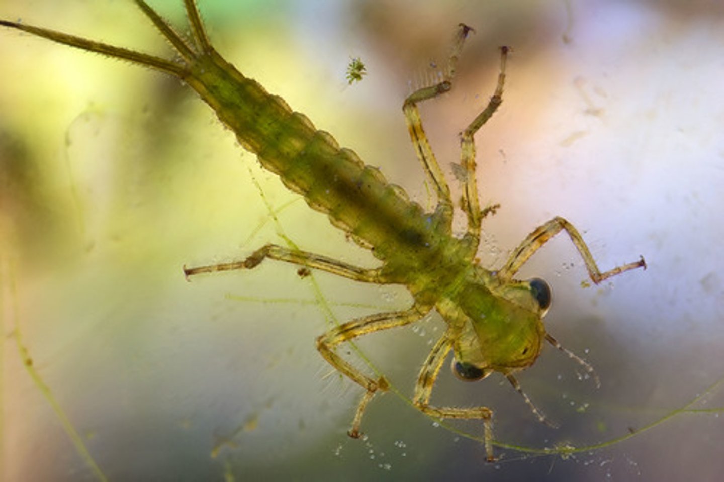 <p>Three progressive stages of insect development including the egg, nymph and adult</p>