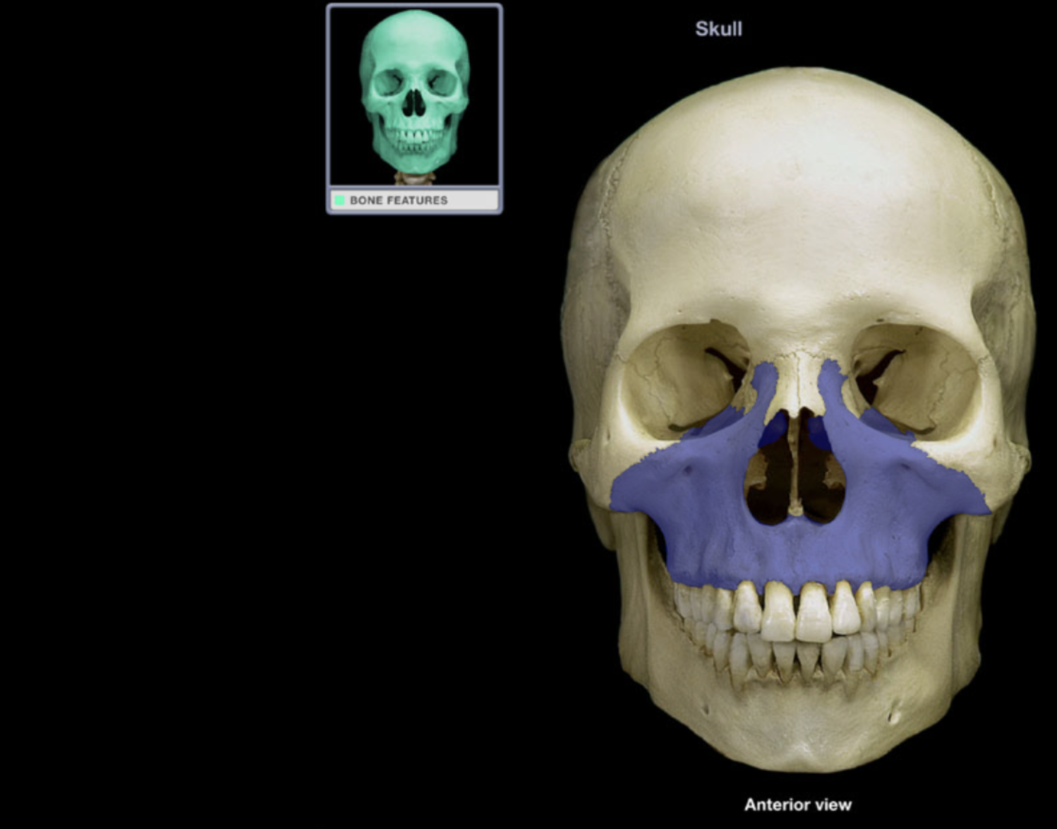 <p>Maxilla</p>