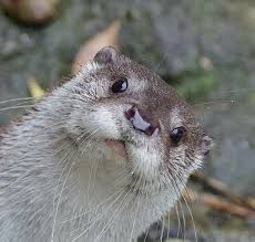 <p><span>Maintaining a stable, constant condition</span></p>