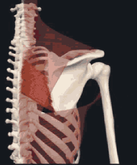 <p>O -spinous process of vertabrae T2-T5</p><p>I -Inserts into the medial border of scapula</p><p>PA -Scapula retraction</p>