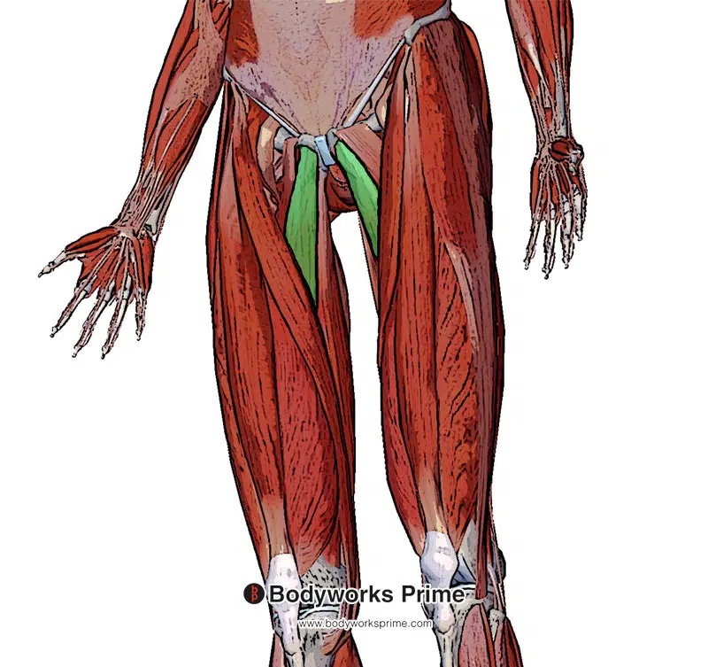 <p>I: Middle third of linea aspera of femur</p><p>F: adduct the thigh at the hip joint</p>