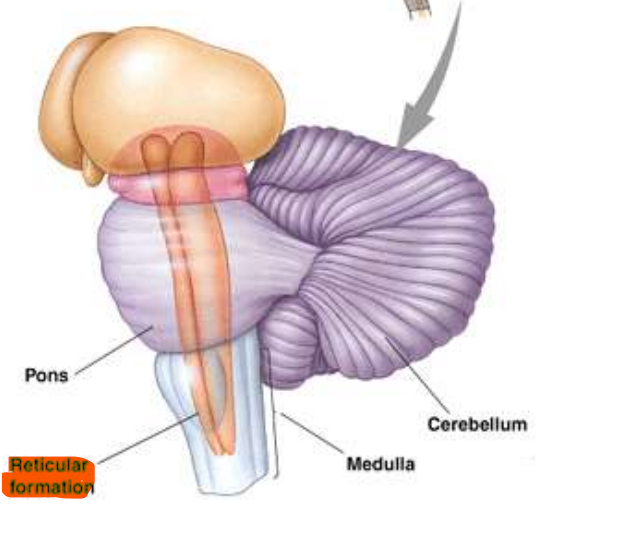 <p>Thalamus’tan medulla spinalis’in üst kısmına kadar olan bölümde yerleşirler</p>