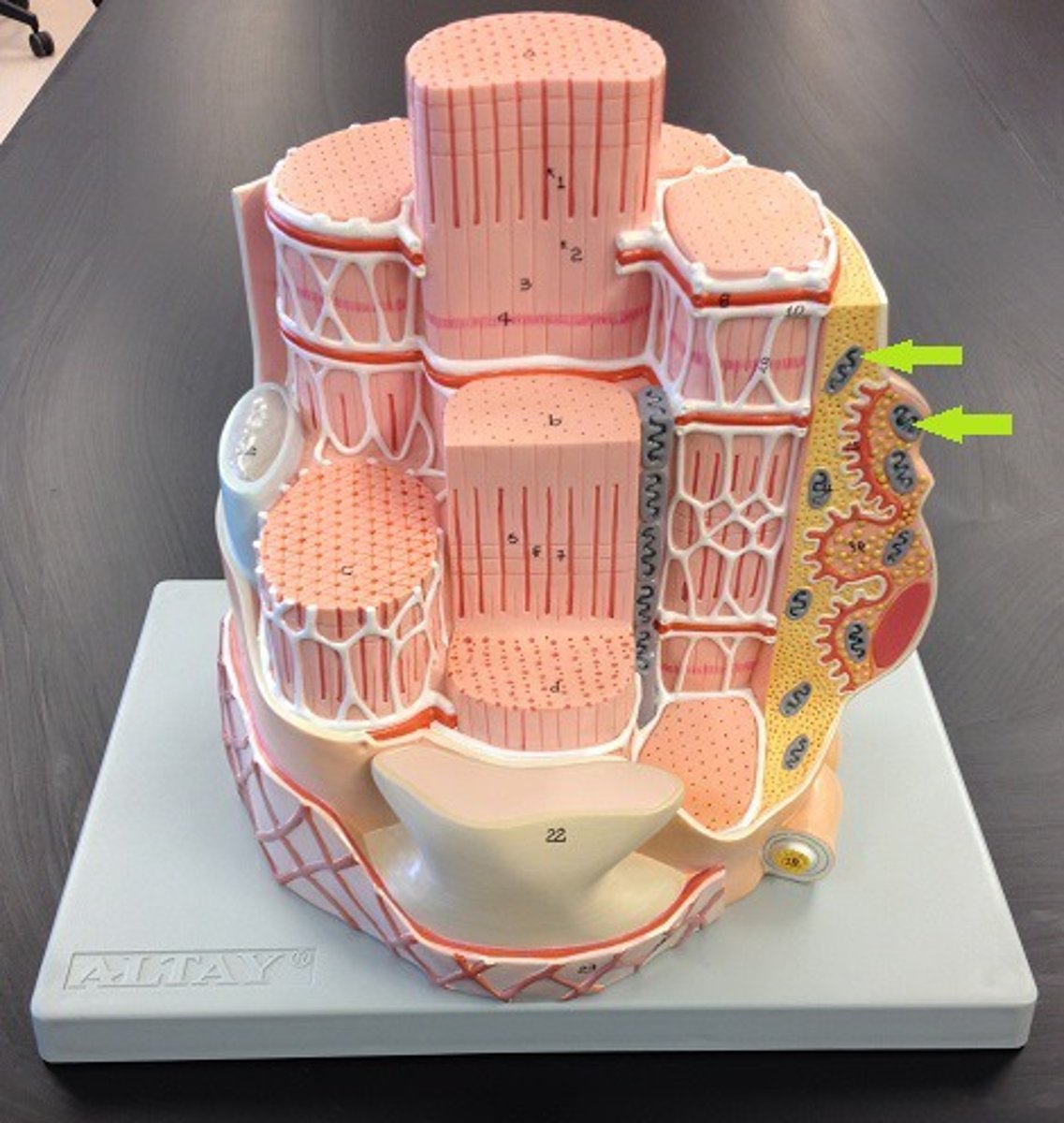 <p>Powerhouse of the cell, organelle that is the site of ATP (energy) production</p>