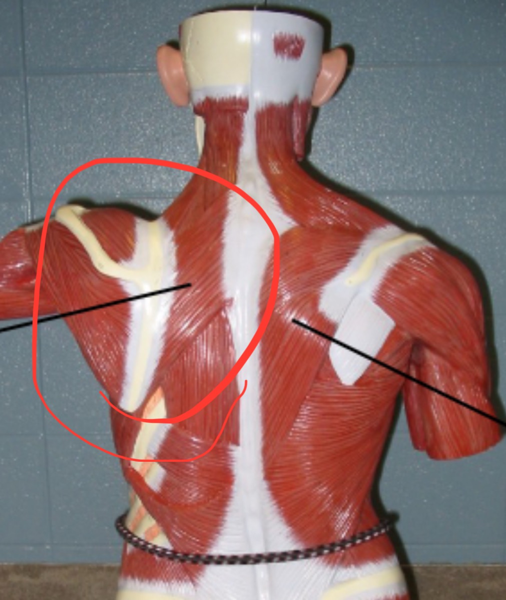 term image