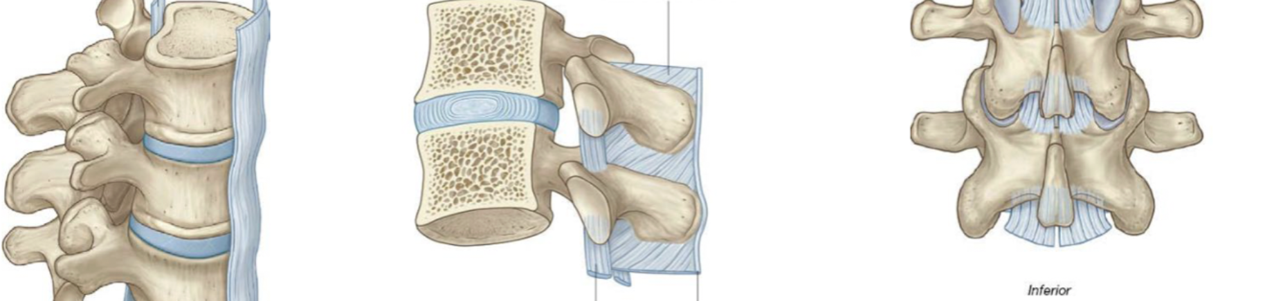 <p>major vertebral column ligaments </p>