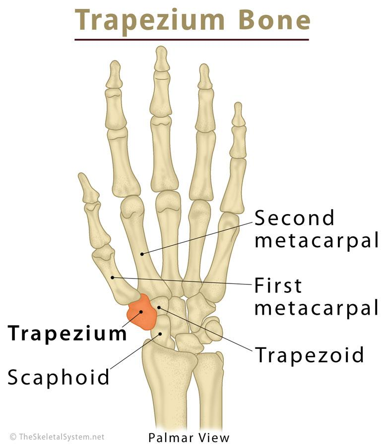 <p>The carpal at the base of the thumb</p><p>Xương thang</p>