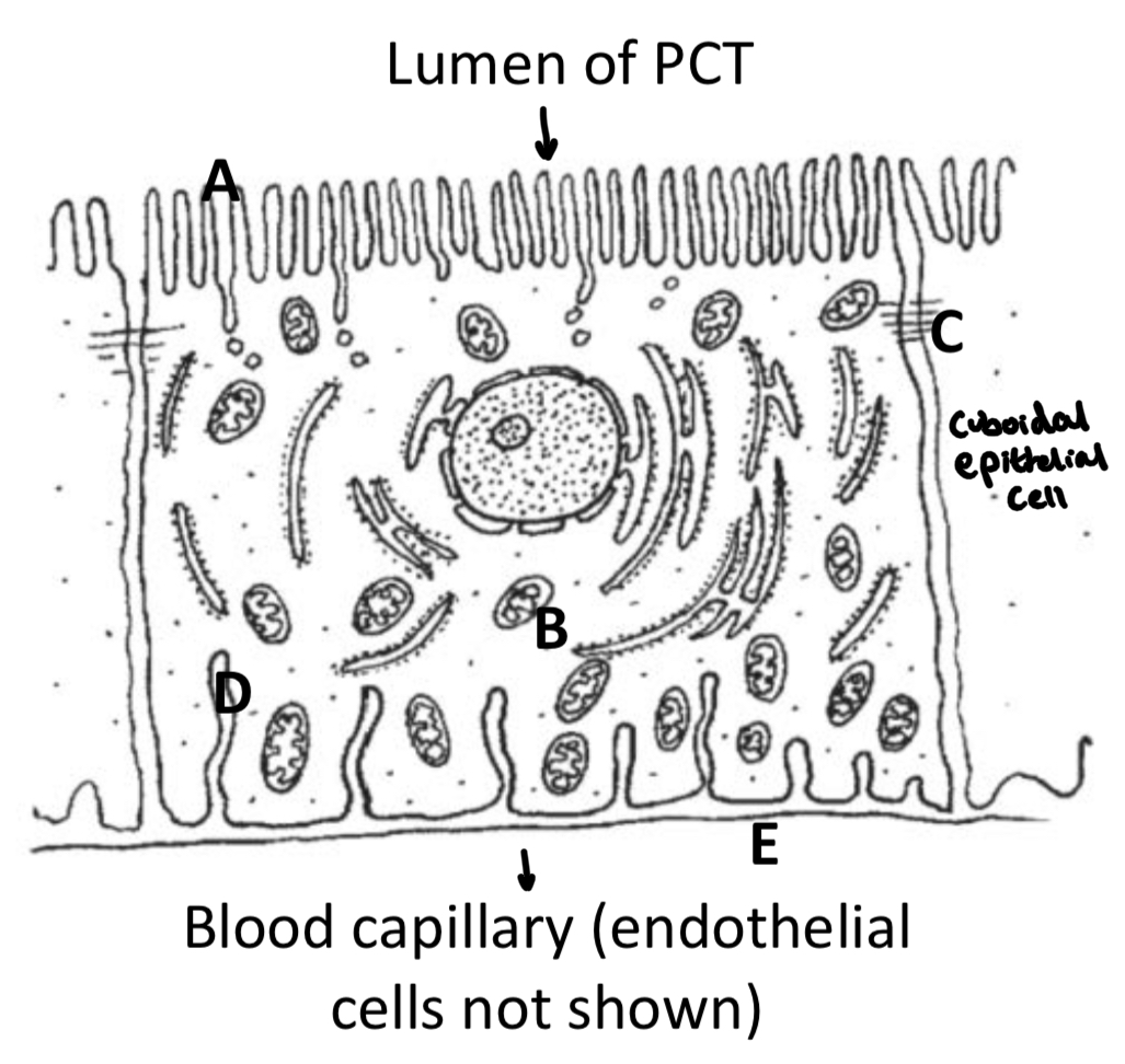 <p>The <strong>specialised cuboidal epithelium cell </strong>to the right has <strong>microvilli</strong> (A) protruding into the lumen of the PCT to increase <strong>surface area </strong>for selective reabsorption. </p><p>There are <strong>many mitochondria</strong> (B) producing <strong>ATP</strong> for <strong>active transport. </strong></p><p><strong>Tight junctions </strong>between cells (C) to hold neighbouring cells together closely to prevent <span>prevent leakage back into lumen of PCT/ </span>molecules diffusing between adjacent cells (in either direction). </p><p><strong>Basal channels</strong> (D) also increase <strong>surface area </strong>of the cell membrane at the <strong>basement membrane </strong>(E). </p><p>The cells are <strong>closely associated with the blood capillaries </strong>of the <strong>vasa recta</strong> to reduce <strong>diffusion distance.</strong></p>