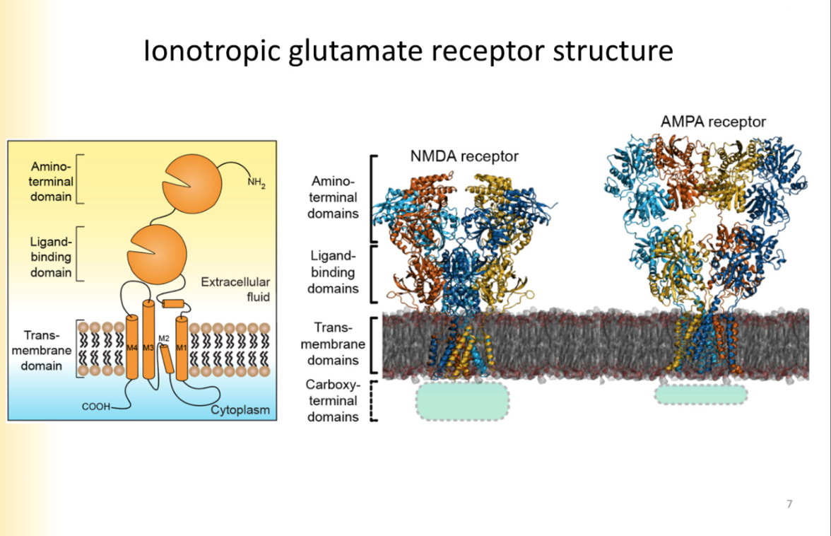 <p>3 transmembrane segments- M2 segments creeps into membrane</p><p>represents a P loop- pore lining region</p><p>clamshell 1- ligand binding</p><p>clamshell 2- amino terminal domain is where modulating agents bind</p>