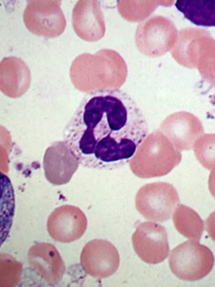 <p>Neutrofiler</p>