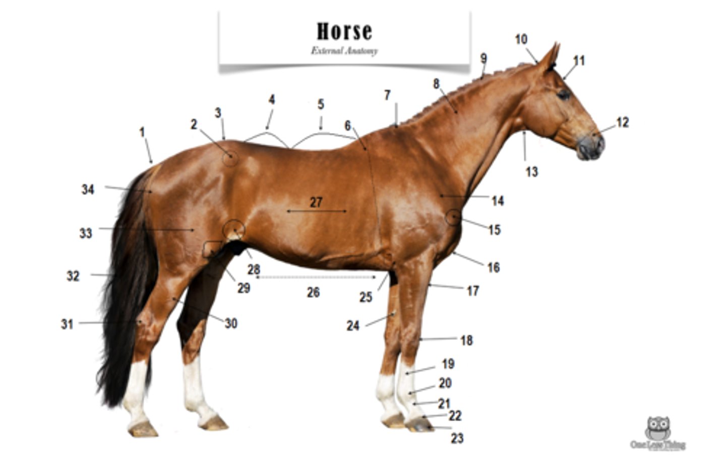 <p>Where is the fetlock?</p>