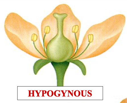 <p>hypogynous means a … ovary and the whorls meet … the ovary</p>