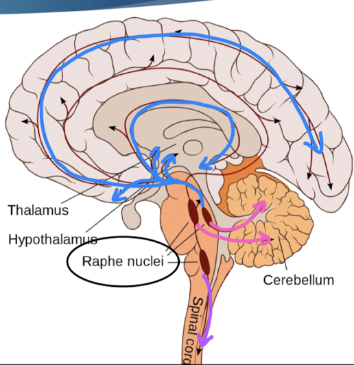 <ul><li><p>all forebrain regions </p><ul><li><p>dysfunction: mood, social behavior, appetite/digestion, sleep, memory, sexual behaviors </p></li></ul></li><li><p>cerebellum </p><ul><li><p>dysfunction: motor learning</p></li></ul></li><li><p>spinal cord </p><ul><li><p>sensory, motor, autonomic functions </p></li></ul></li></ul><p></p>