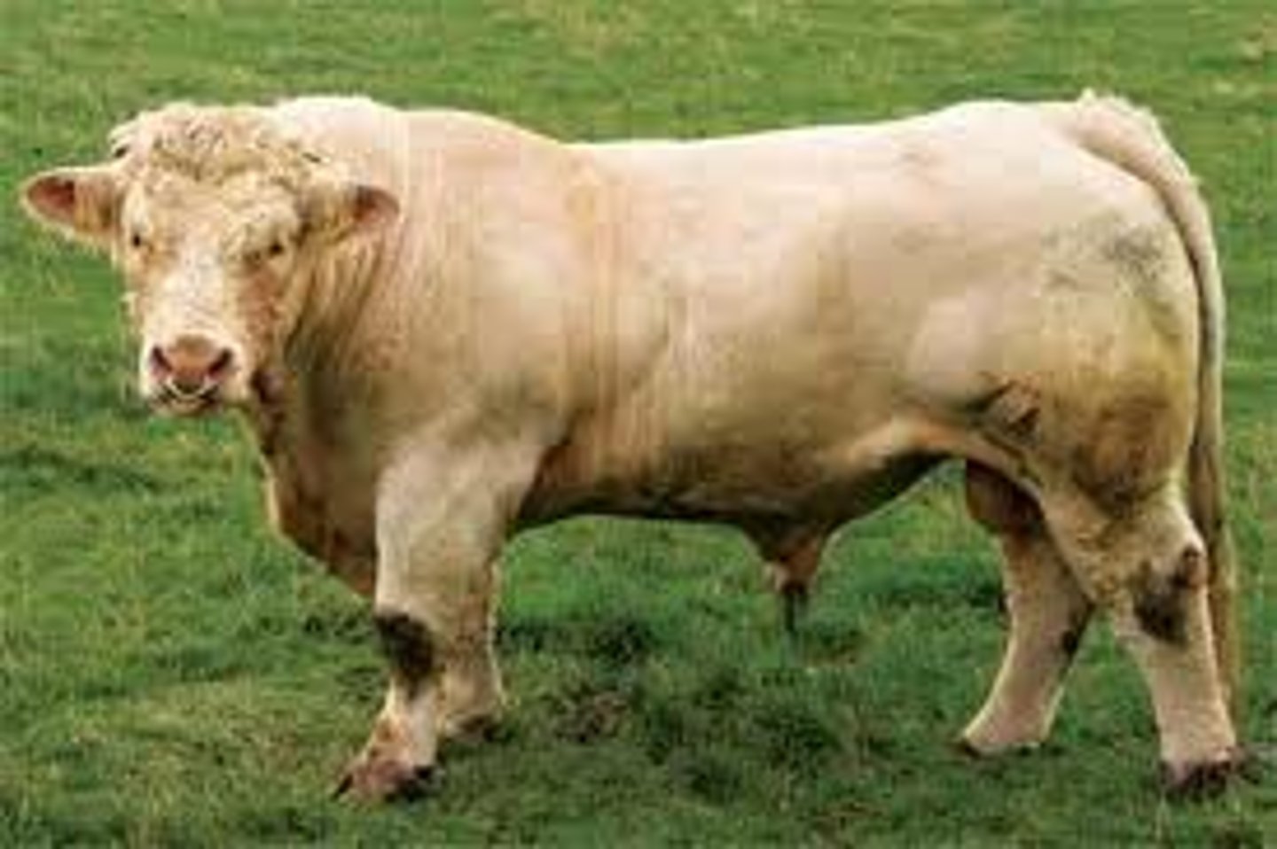 <p>- Beef production<br>- All white or cream with a pink nose<br>- Produces pale offspring</p>