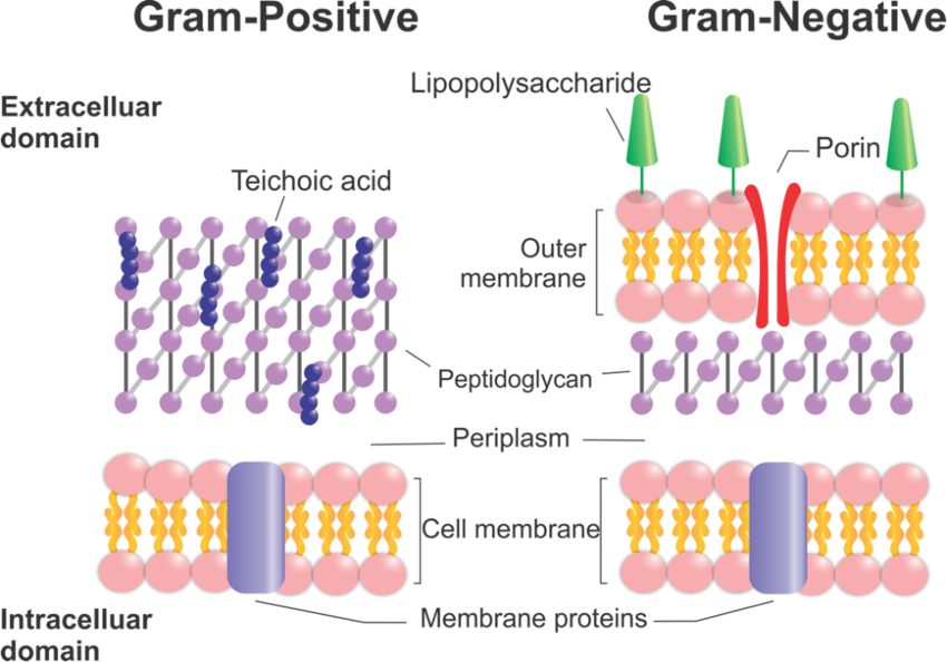 <p>Gram-Positive and Gram-negative</p>