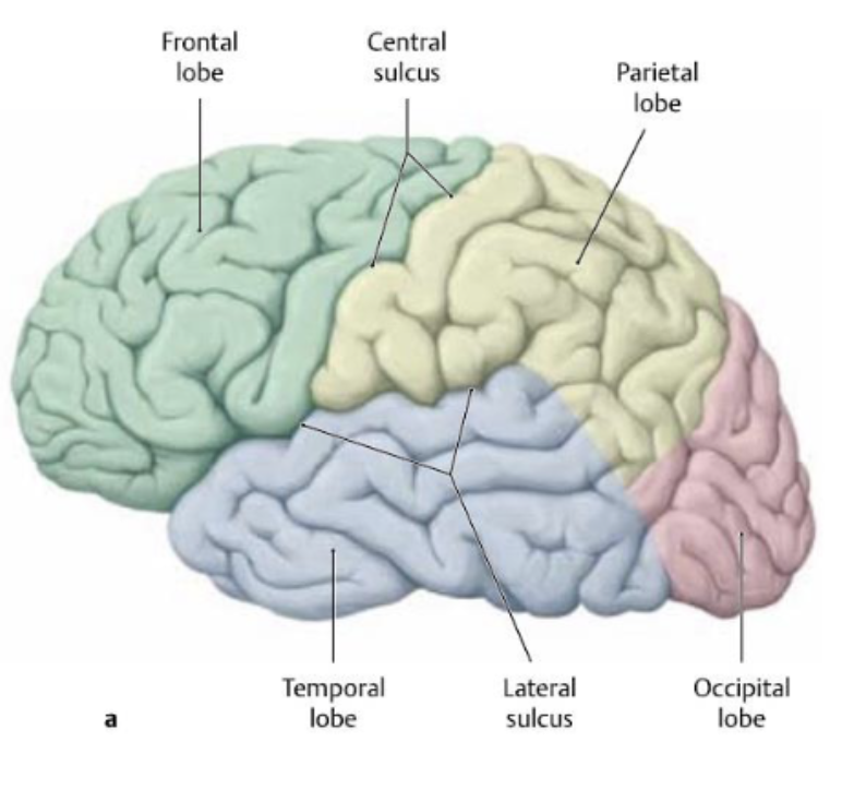 <p>frontal and parietal lobes from temporal lobe</p>
