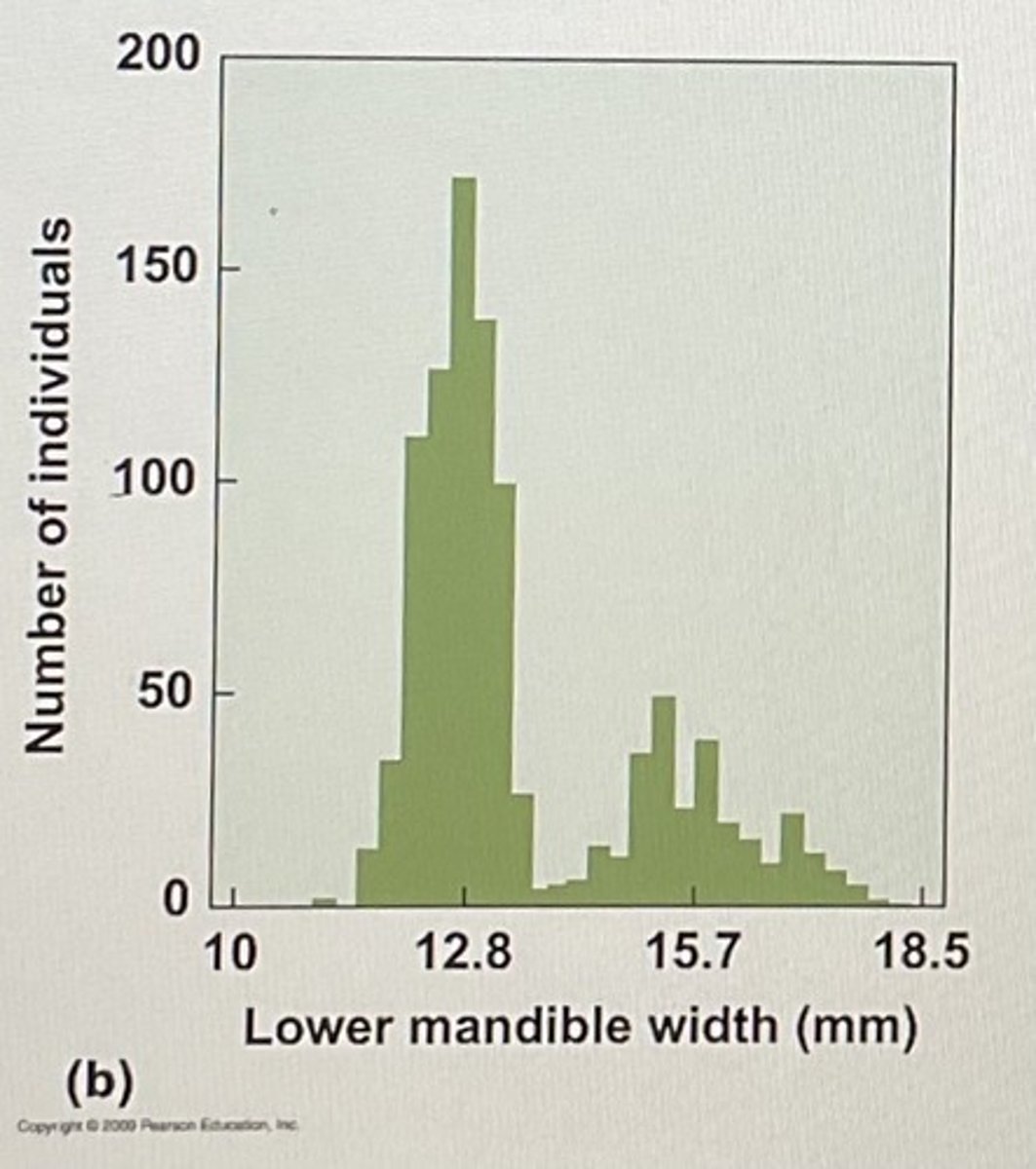 <p>Disruptive selection</p>