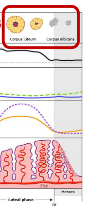 <p><strong>Luteal Phase: Late Luteal Phase &amp; Ovarian Cycle</strong></p><p>-If ___ is not produced by an embryo, the corpus luteum declines and becomes the _______ ________ before resolving completely </p><p>-If the oocyte becomes __________, the early embryo begins to make hCG, which maintains the corpus luteum and ___________ production </p>