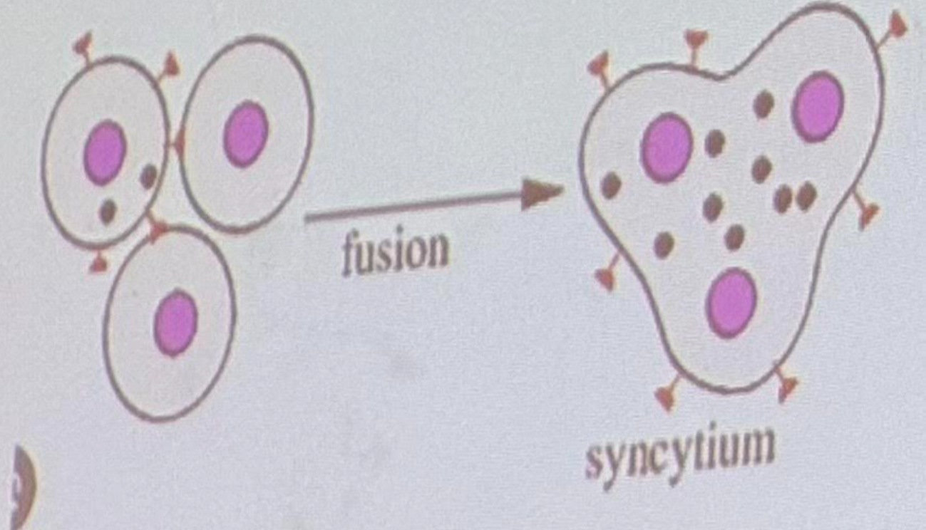 <p>multiple myocytes fuse into a large syncytium; inside fascicles; a cell</p>