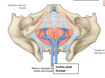 <p>ischio-anal fossae</p>