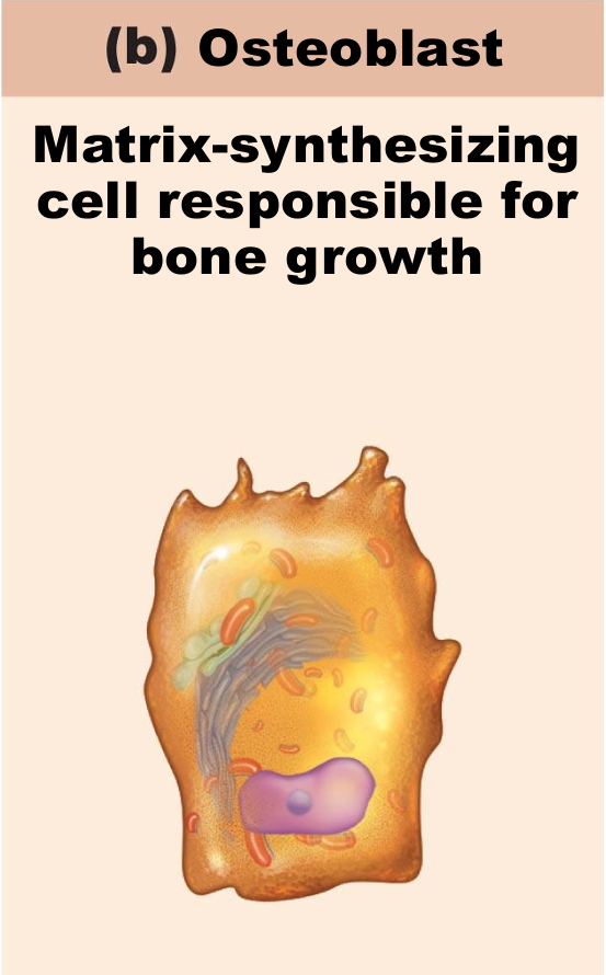 <ul><li><p> Bone-forming cells</p></li><li><p>Secrete unmineralized bone matrix or osteoid</p><ul><li><p>Includes collagen and calcium-binding proteins</p><ul><li><p>Collagen = 90% of bone protein</p></li></ul></li></ul></li><li><p>Osteogenic cells become osteoblasts</p></li><li><p>pic</p><ul><li><p>much larger than osteogenic cells</p></li><li><p>have lots of proteins</p></li><li><p>able to synthesize</p></li></ul></li></ul><p></p>