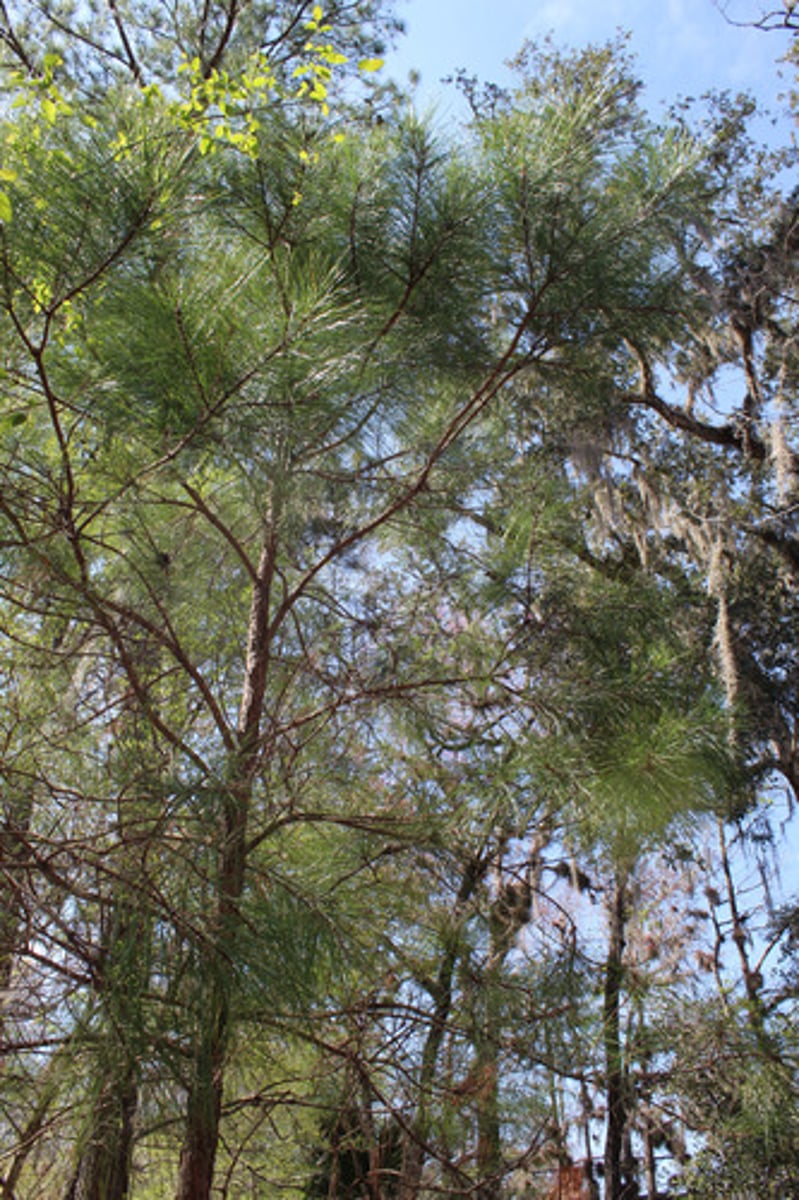 <p>what is the name of the tree pictured here (assuming all needles come in 3's)?</p>