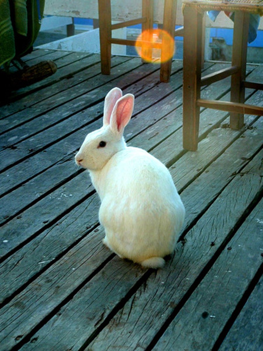 <p>rabbit</p>