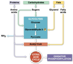 <p>Catabolic pathways</p>