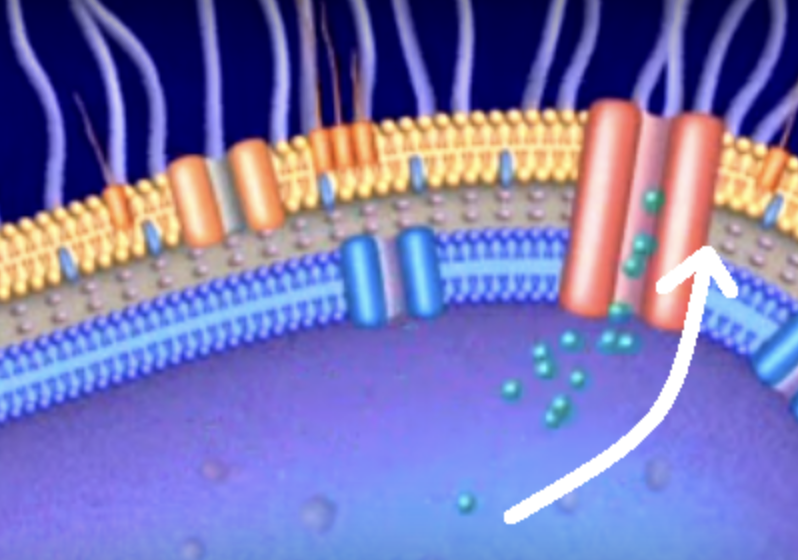 <p><span><span>The bacterial cell in the image is resistant to the antimicrobial. The antimicrobial is the set of blue dots that are being pumped out of the cell. What process is being shown that makes the bacterium resistant?</span></span></p>