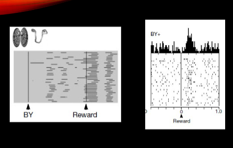 <p>after repating that pairing, monkey starts anticipating licking for BY stimulus</p><p>dope neurons respond in reward prediction error during learning because early in training neither stimuli predict reward is coming, an assocaition between cue and reward should be made</p>
