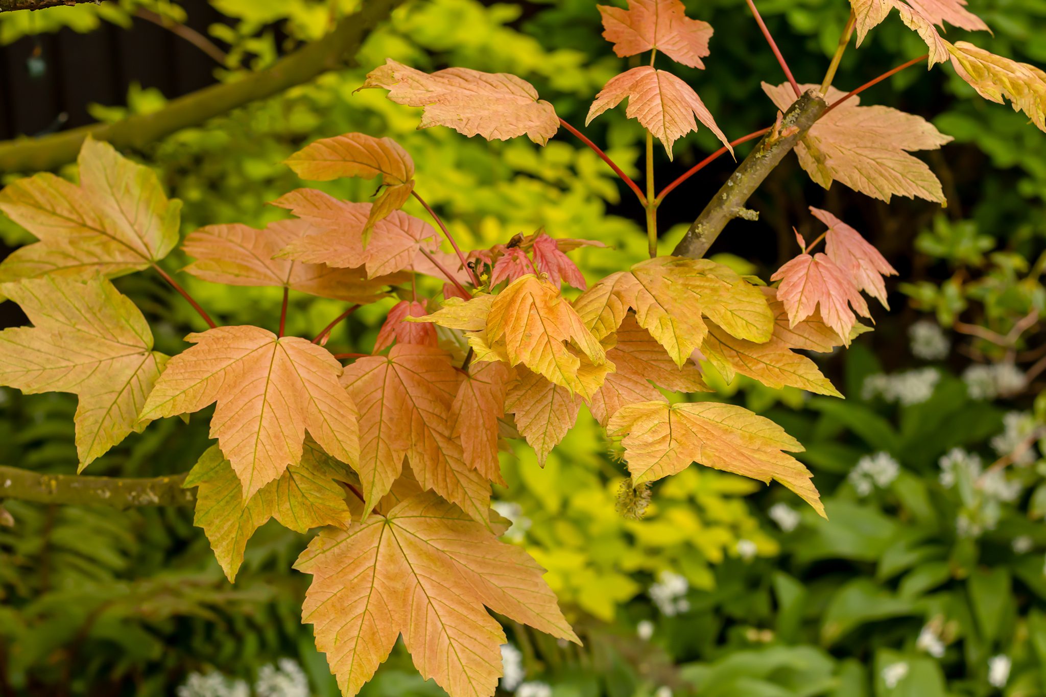 <p>Platanus occidentalis</p>