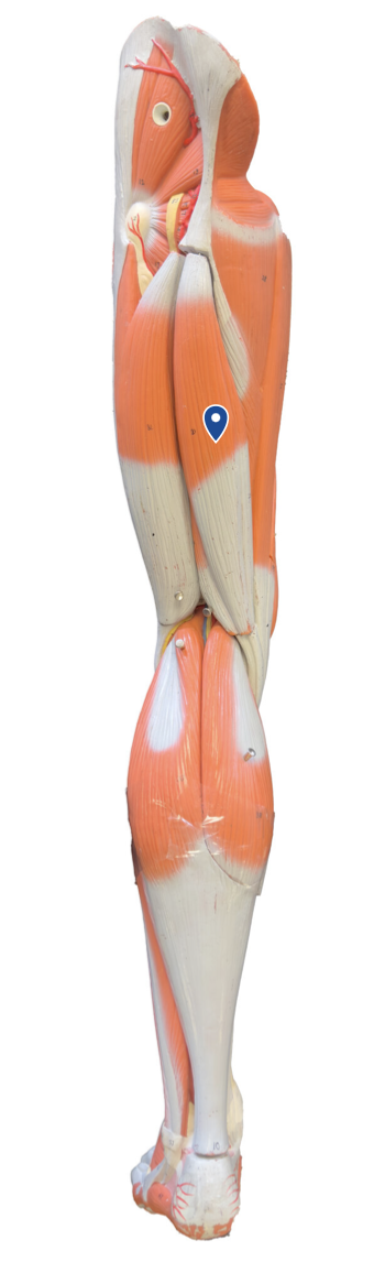 <p>What is the action of the semitendinosus?</p>