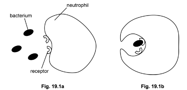 <p>(i) What is the role of an opsonin during this process?(1)</p><p>(ii) Other than having specific receptors, describe one way in which the structure of the neutrophil is specialised. (1)</p>