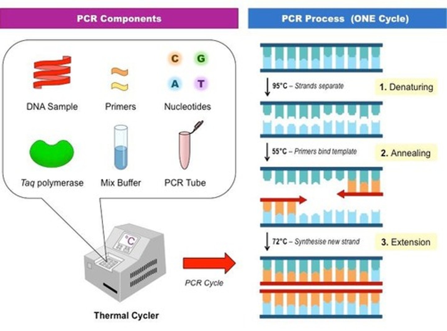 <p>1. DNA sample</p><p>2. primers</p><p>3. nucleotides</p><p>4. taq polymerase (can live in hot temps w/o brking so used to make new strands)</p><p>5. mix buffer</p><p>6. PCR Tube</p>