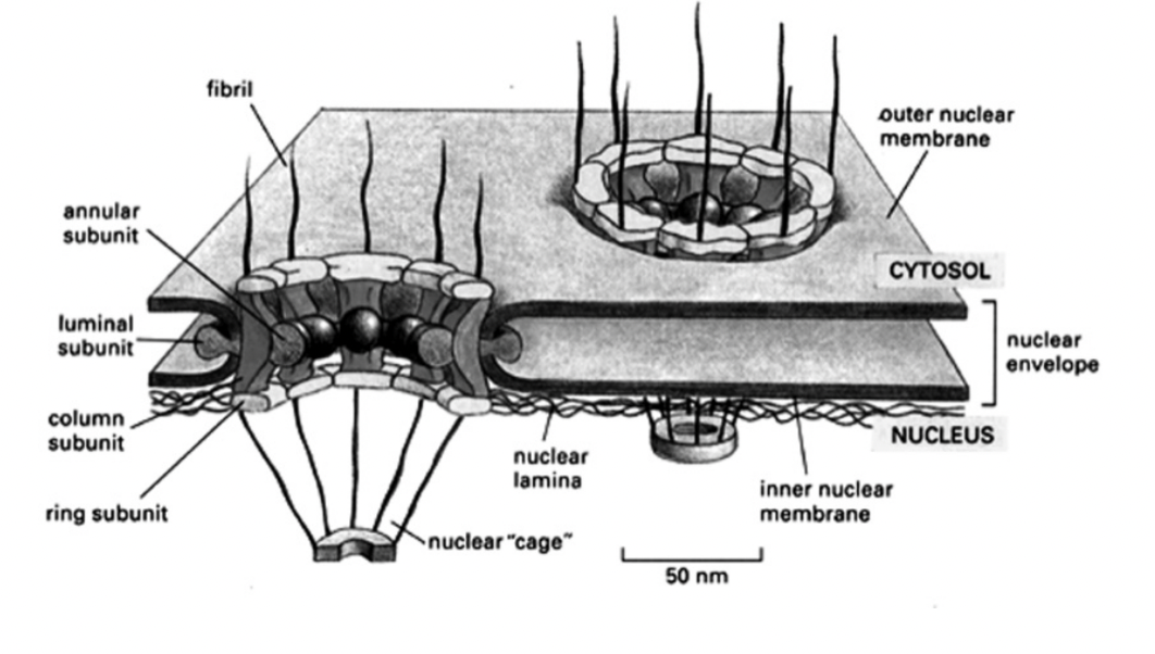 <ul><li><p>regulated transport of mactomolecules</p></li><li><p>into and out of the nucleus</p></li></ul><p></p>
