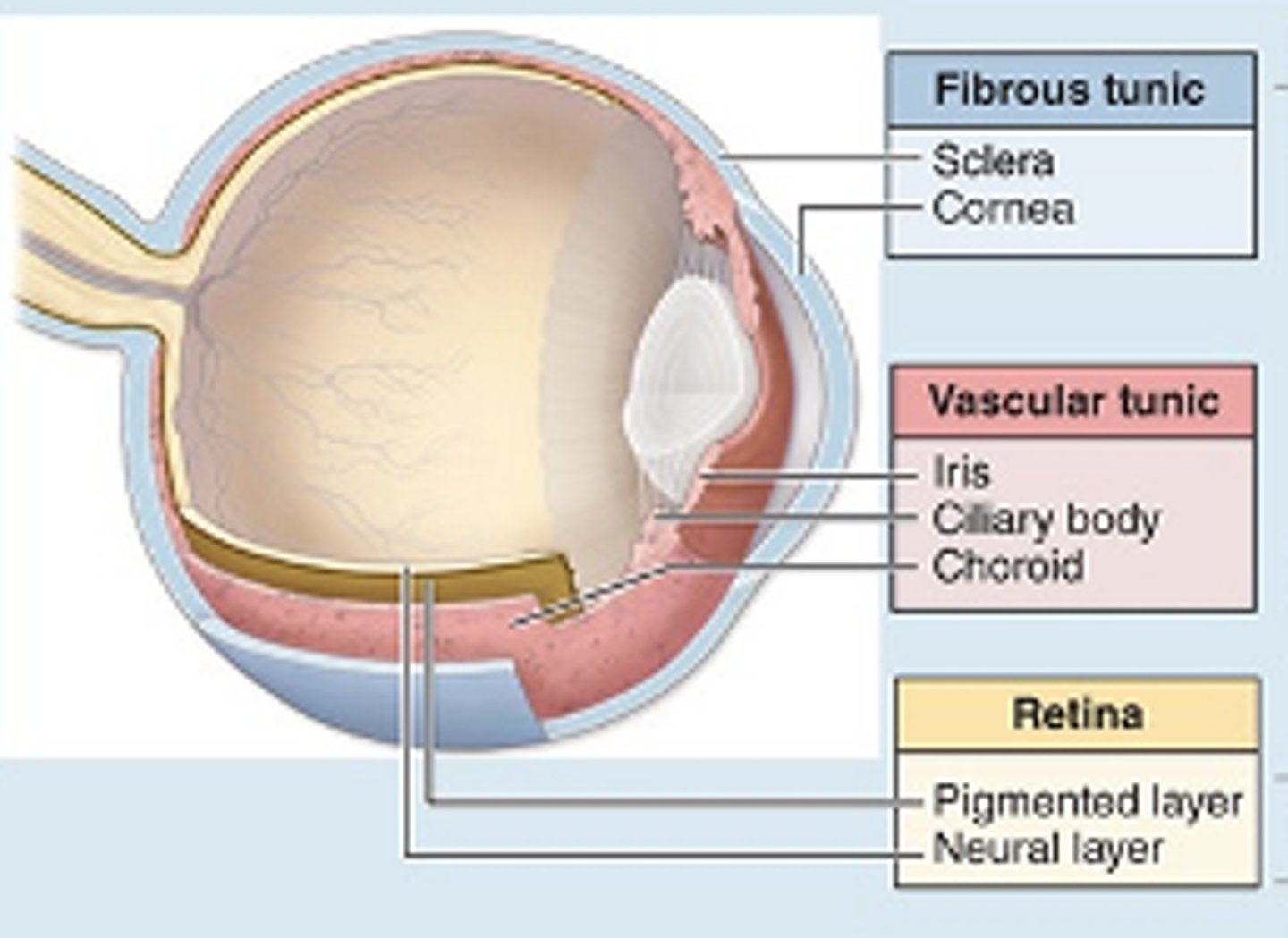 <p>What is the component and function of the Cornea? (2)</p>