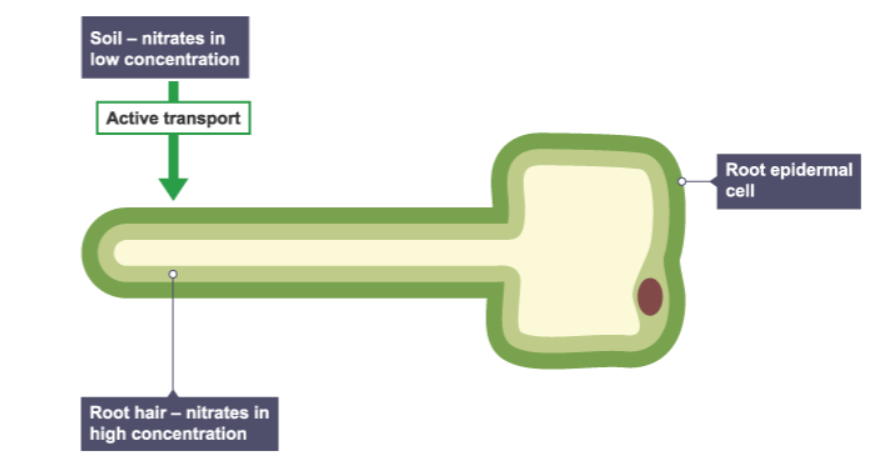 <p>How do plant root hair cells use active transport?</p>