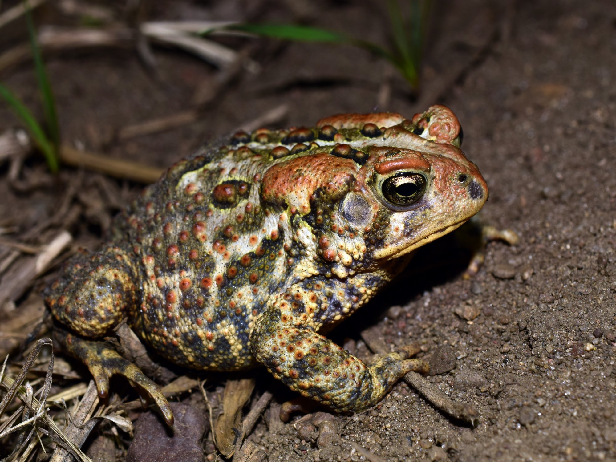 <p><span>Eastern American Toad</span></p>
