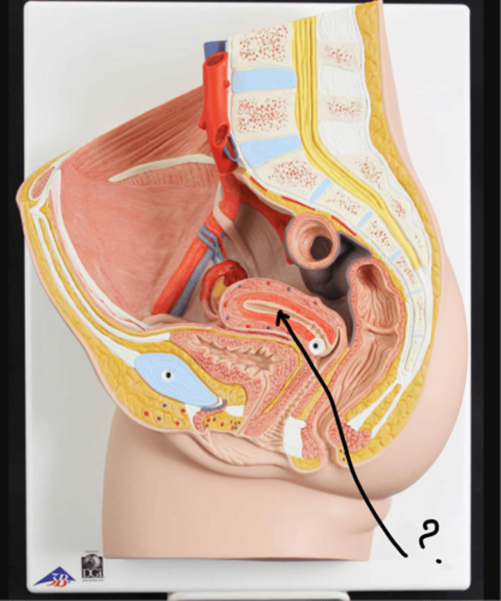 <p>name this region of the organ</p>