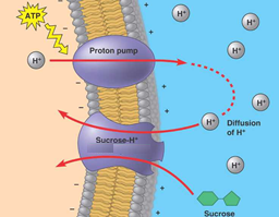 The transport of one substance coupled with the transport of another substance across a plasma membrane in the same direction through the same protein carrier.