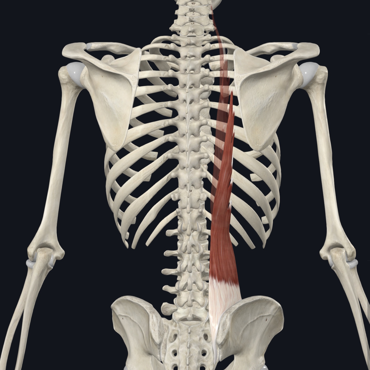 <p>Middle crest sacrum; iliac crests; TP T11-L5; sacrotuberous ligament; posterior SI ligament; thoracolumbar fascia</p>